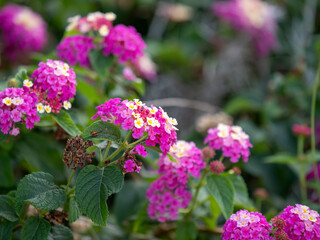 Lantana camara (common lantana) flowers growing in Nha Trang Vietnam