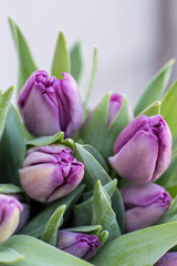 Fototapeta premium Flowers, tulips, bouquet of tulips