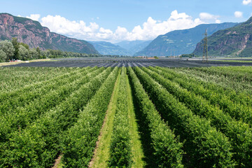 Panoramic high level view over an apple orchard in a valley in South Tyrol, Italy surrounded by...