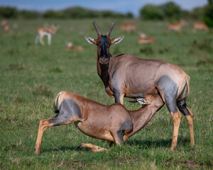 Topi nursing in the Masai Mara, Kenya