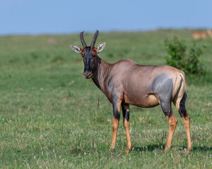 Topi in the Masai Mara, Kenya