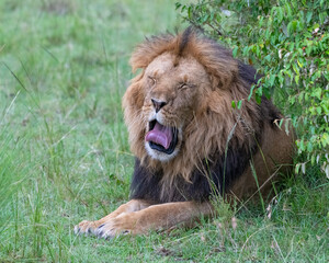 Male Lion in the Masai Mara