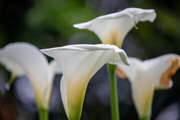 Calla lily, Zantedeschia aethiopica, South Africa, - 659633806