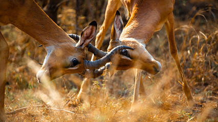 fighting impalas, South Africa