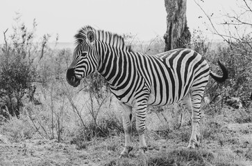 Fototapeta na wymiar Zebra in the Savannah, South Africa