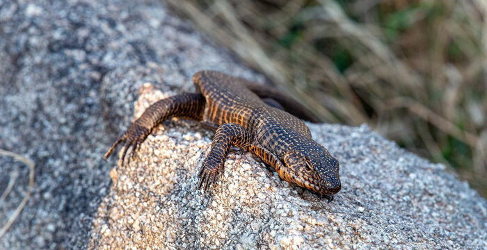 Giant Plated Lizard, South Africa