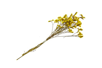 Yellow  baby's breath, gypsophila dry flowers isolated on white background