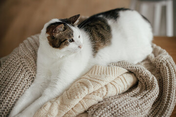 Cute cat sitting on cozy knitted sweaters on wooden table. Adorable sweet kitty with funny emotions relaxing in autumn hygge home