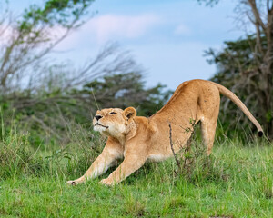 Lioness stretching
