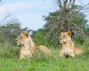 Female Lion in the Masai Mara, Kenya