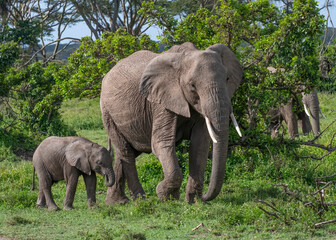 Obraz premium Mother and baby African Elephant, Masai Mara, Kenya