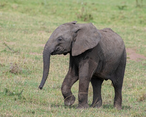 Obraz premium African Elephant, Masai Mara, Kenya
