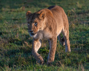Female Lion in the Masai Mara, Kenya