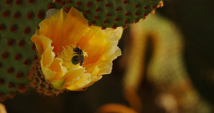 A leafcutter bee collects pollen from a blind prickly pear cactus (Opuntia rufida) then lifts off, scattering loose pollen grains as it flys away.