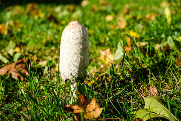 Coprinus Comatus, ink mushroom, shaggy ink cap. Small white mushroom in the grass of a park. 