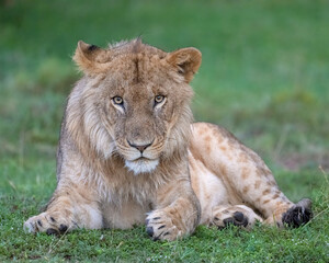 Immature male Lion