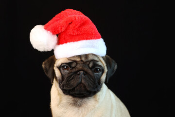 Pug in Santa Claus hat sits on black background. Christmas card with dog and place for text