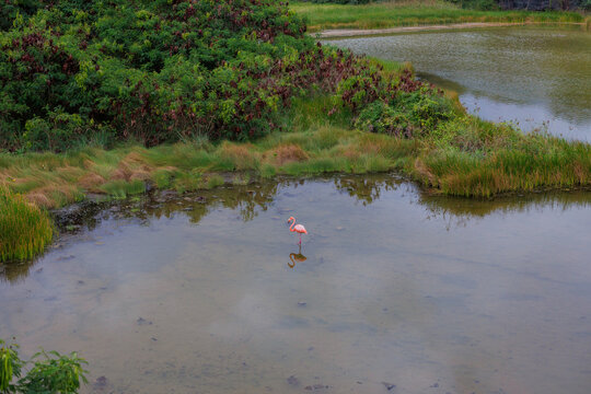 Lonely flamingo in Galapagos