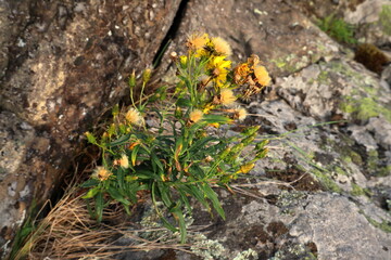 Yellow flowers at rock. Concept of survival nature. Stockholm, Sweden. October 2023.