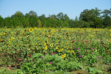 Obraz premium Beautiful and fresh sunflowers growing in a field on a farm.