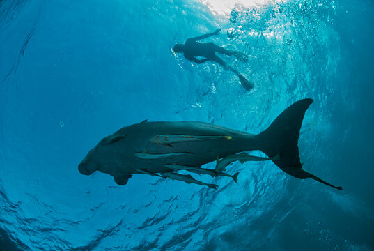Dugongo (Dugong dugon)
