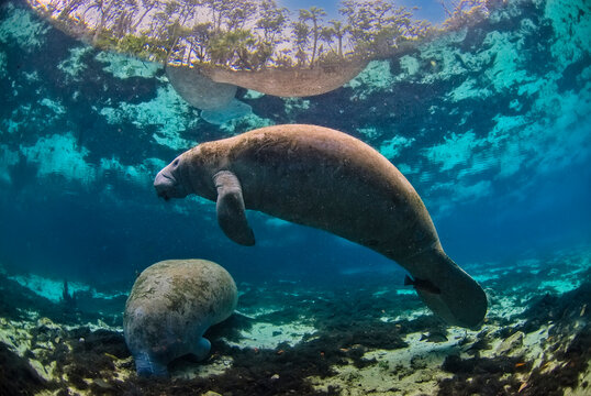 Two florida manatees ((Trichechus manatus latirostris), one floating peacefully in the crystal clear water and another eating at the bottom
