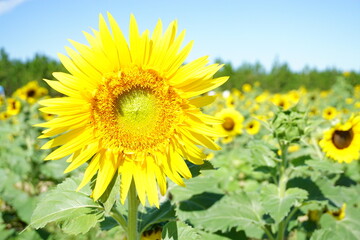 Fototapeta premium Beautiful and fresh sunflowers growing in a field on a farm.