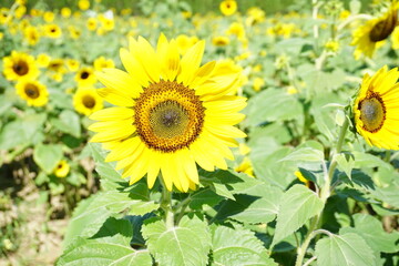Beautiful and fresh sunflowers growing in a field on a farm.