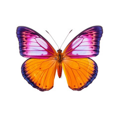 beautiful purple and orange butterfly flying over transparent background.