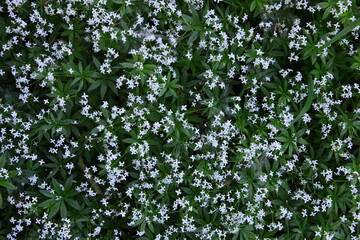 Białe kwiaty przytulii wonnej (marzanki wonnej) kwitnące w lesie