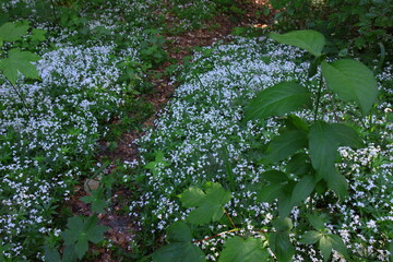 Białe kwiaty przytulii wonnej (marzanki wonnej) kwitnące w lesie © Monika