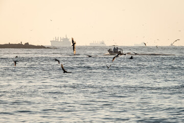 Naklejka premium Port Aransas, Texas, Island destination on the Texas Gulf Coast, Gulf of Mexico, for Texans all year long. It has something for everyone, especially birders and beachgoers.