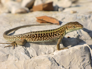 lizard on a rock_2