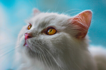 White Persian Cat Portrait