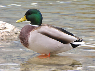 a duck sitting on a rock in a lake_2