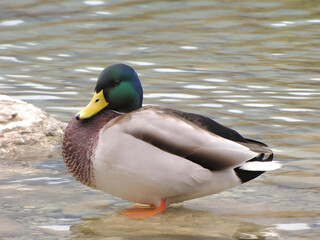 a duck sitting on a rock in a lake_1