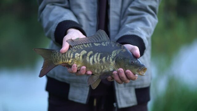 fisherman holds a mirror carp in his hands.