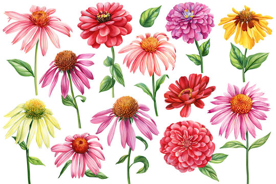 Set Multicolor Flowers, echinacea, chrysanthemum, zinnia on a white background. Watercolor botanical illustration