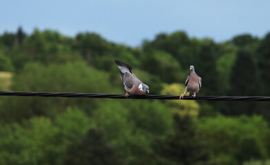 A pair of pigeons sitting on power line