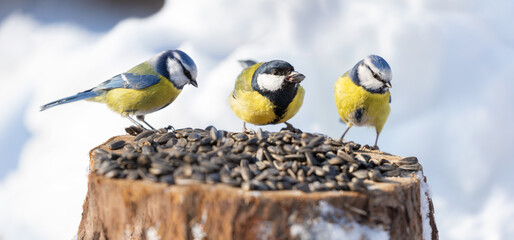 Birds feeding on a bird feeder with sunflower seeds. Blue tit and Great tit