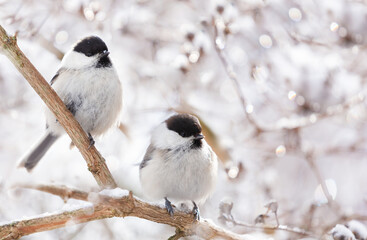 Birds sitting on snowy branch. Black capped chickadee. Winter time