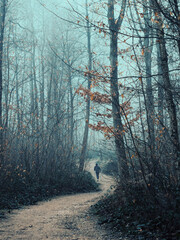 Man running on path through forest on a very foggy day. Beauty autumn landscape, trees and leaves.