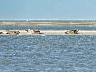 Group of Harbor Seals resting on a sandbank at low tide - Baie de Somme, France