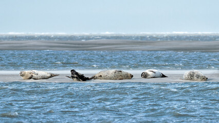 Group of Harbor Seals resting on a sandbank at low tide - Baie de Somme, France
