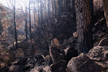 Pine forest burned in a forest fire in Tenerife. Environmental disaster and climate crisis.