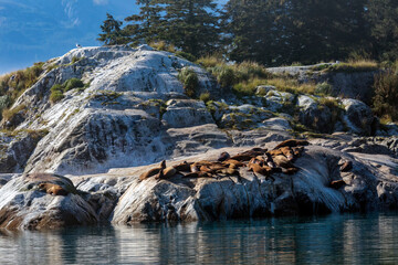 Sea Lions 2