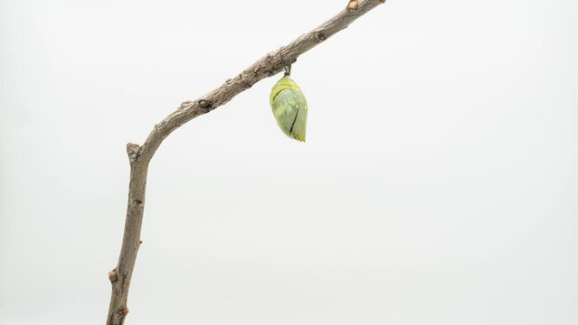 Beautiful tropical butterfly Morpho just hatched from pupae on tree on white background 4K