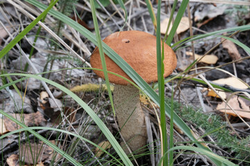 Mushrooms in the forest. Boletus, boletus, milk mushroom, saffron milk cap. Autumn harvest organic - concept. Beautiful background.
