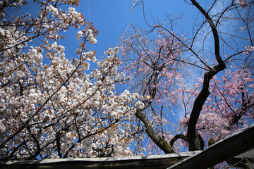 京都御苑の山桜