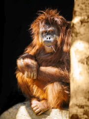 Cheerful orangutan
